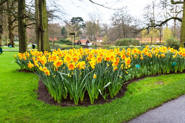 How to Plant Daffodils - Where to Plant