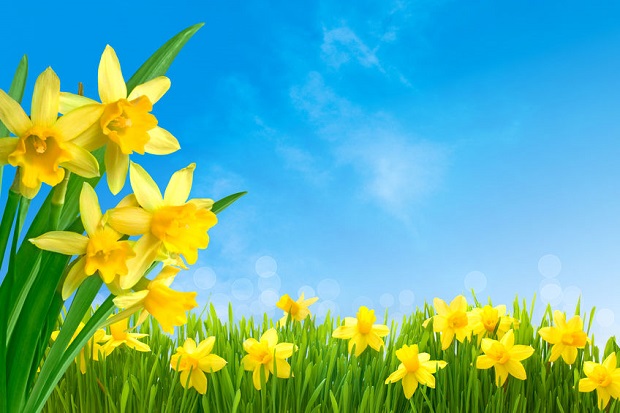 When to Plant Daffodils - Location