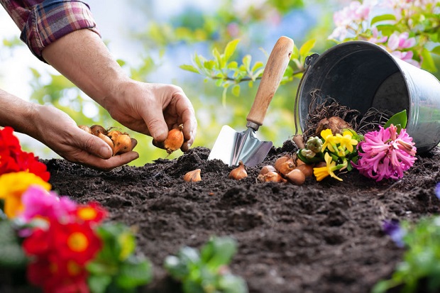 When to Plant Daffodils - Planting Tips