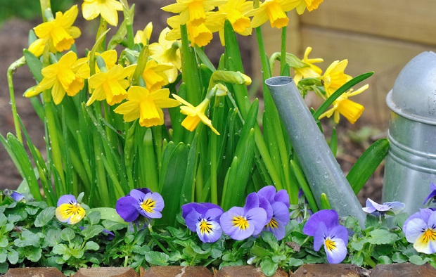 When to Plant Daffodils - Watering