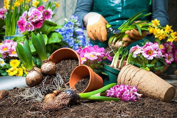 When to Plant Daffodils? Daffodils Growing Guides