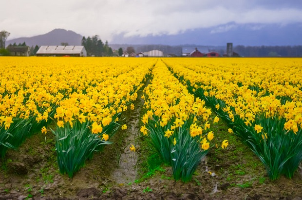 Are Daffodils Poisonous - Contact Dermatitis