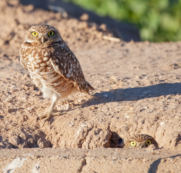burrowing owl identification