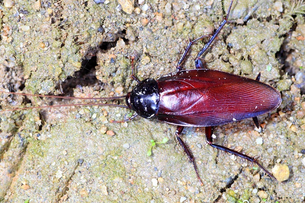 Smokybrown cockroach