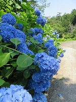 Blue Hydrangea Thumbnail