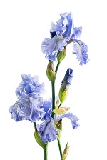 Blue Iris Thumbnail