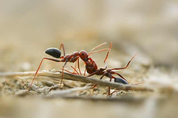8 - Amazing Ant Jobs - Corpse Carriers