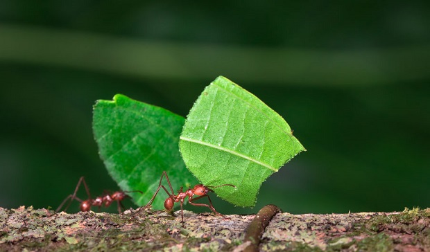 9 - Amazingly Bizarre Things That Ants Do - Use Poop