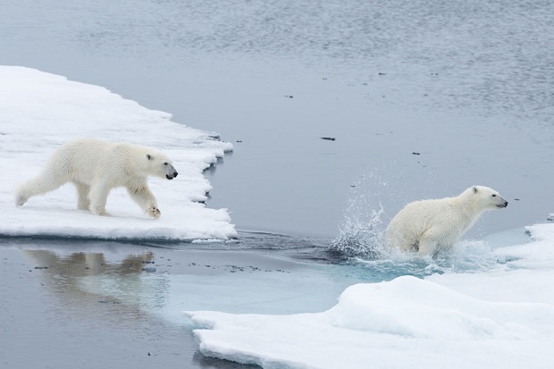 Can Bears Swim - Distances