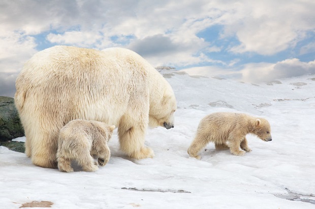 Can Bears Swim - Global Warming