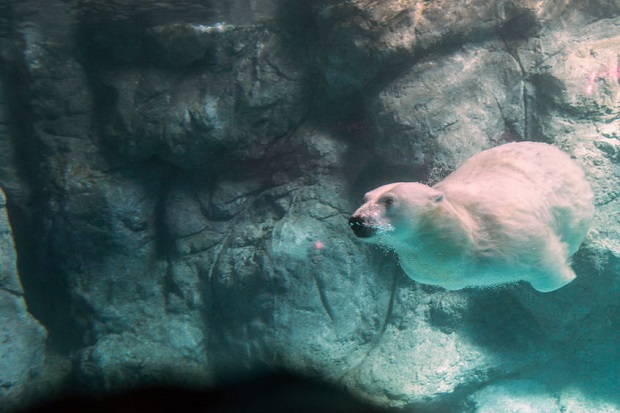 Can Bears Swim - Polar Bears