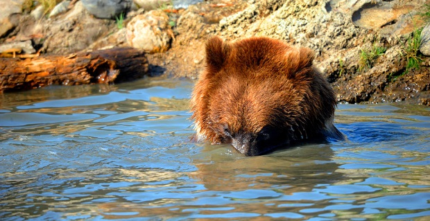 Can Bears Swim - Snorkeling