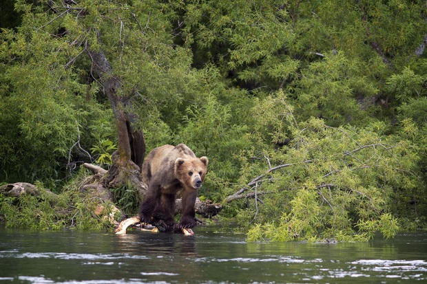 Can Bears Swim - Travel