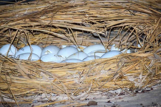 Do Crocodiles Lay Eggs - Incubating