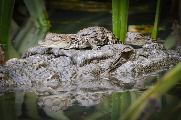 Do Crocodiles Lay Eggs - Mother