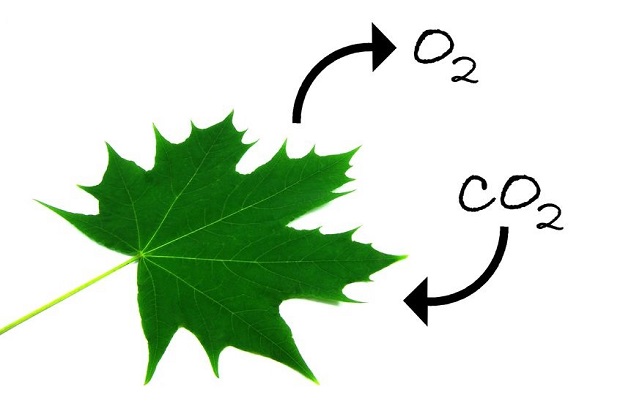Is Carbon Dioxide an Element? Why CO2 Is Not an Element