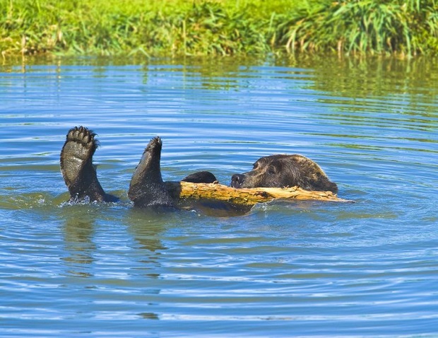 Slideshow - Cutest Bear Moments