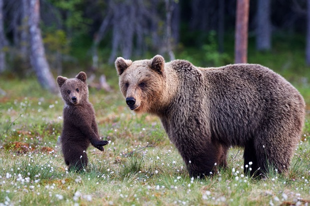 Slideshow - Cutest Bear Moments - Brown Bears 2