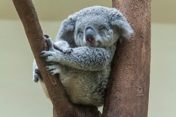Slideshow - Cutest bears - koala