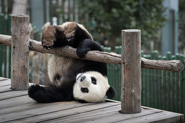 Slideshow - Cutest Bear Moments - Panda