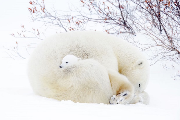 Slideshow - Cutest Bear Moments - Polar Bears