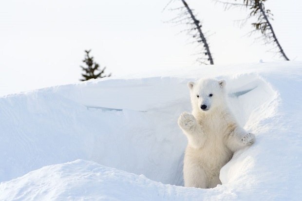 Slideshow - Cutest Bear Moments - Polar Bear