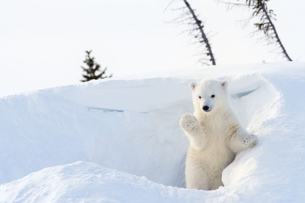 Crazy Cute Bear Moments