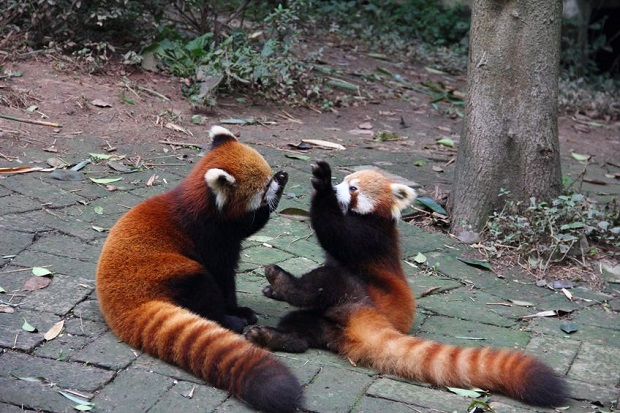 Slideshow - Cutest bears - red panda