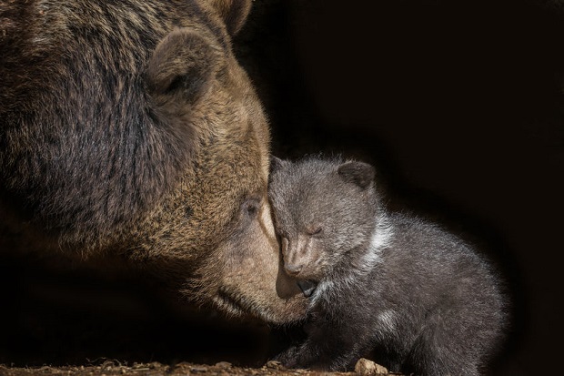 Slideshow - Cutest Bear Moments - Brown Bears