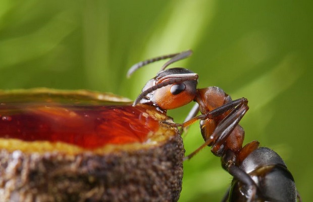Strange Things Ants Eat