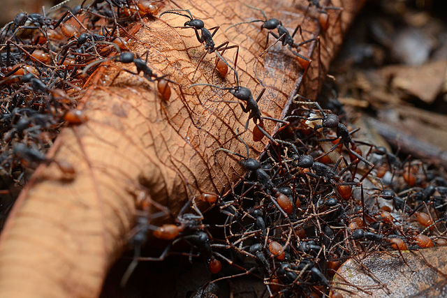 What Do Ants Eat - Army Ants