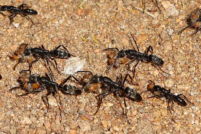 What Do Ants Eat - Matabele Ants