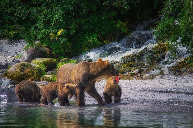 What Do You Call a Group of Bears - Sleuth Mother and Cubs