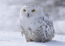 Snowy Owl Facts – What They Eat, Where They Live, & More (Plus Photos)