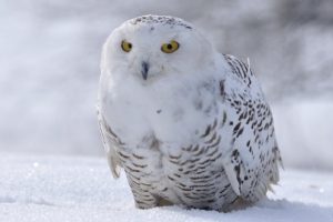 Snowy Owl Facts – What They Eat, Where They Live, & More (Plus Photos)