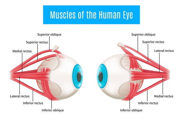 Human Eye Anatomy Diagram