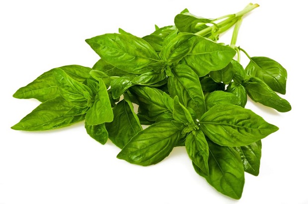 How to Harvest Basil – Basil Growing Guides