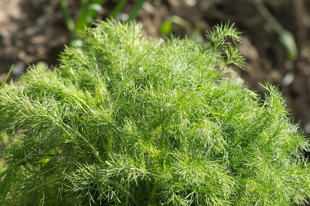 How to Harvest Dill