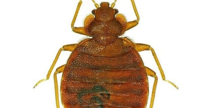 Bedbug Cimex lectularius isolated on white background
