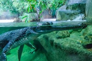 Where Do Crocodiles Live? Global Insights to the Crocodylidae Family
