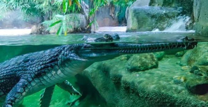 Underwater photo of green crocodile with green eyes. His head is above water and his body is under water.
