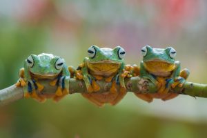Are Frogs Reptiles? 🐸Nope! Here’s Why