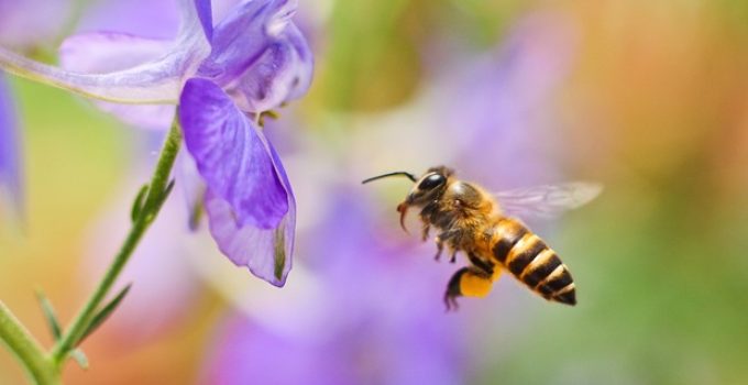 Do bees die after they sting?