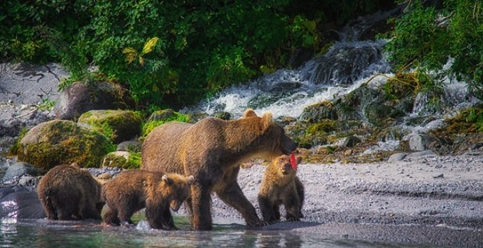 What do you call a group of bears?