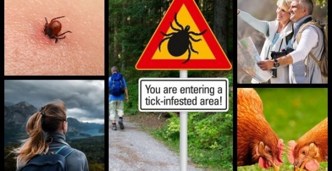 9 ways to prevent tick bites