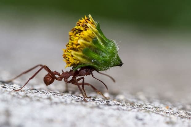 macro of a red leafcutter ant carrying a heavy yellow flower bud