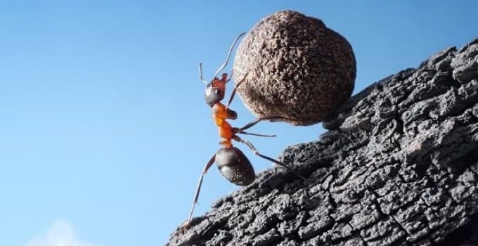 red ant rolls stone uphill