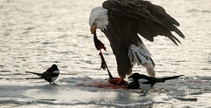 What do eagles eat?