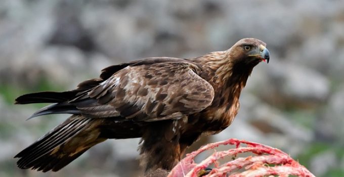 Are eagles scavengers?