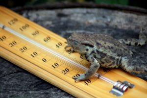 Are Frogs Cold-Blooded? 🐸 The Science Behind Their Temperature Control